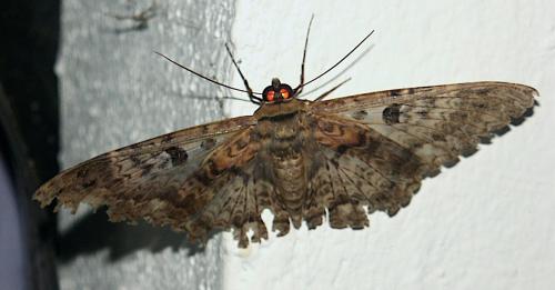 Réf. 192 202 : Letis scops